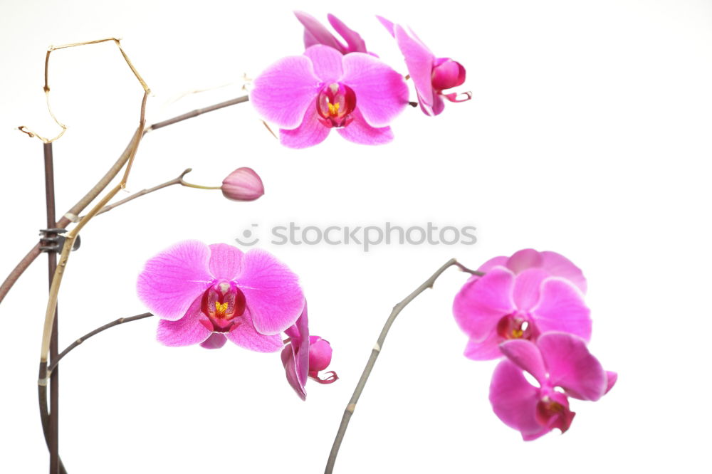 Similar – flora Flower Plant Violet