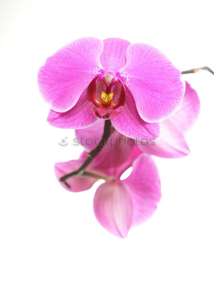 Similar – Image, Stock Photo orchid blossom Elegant