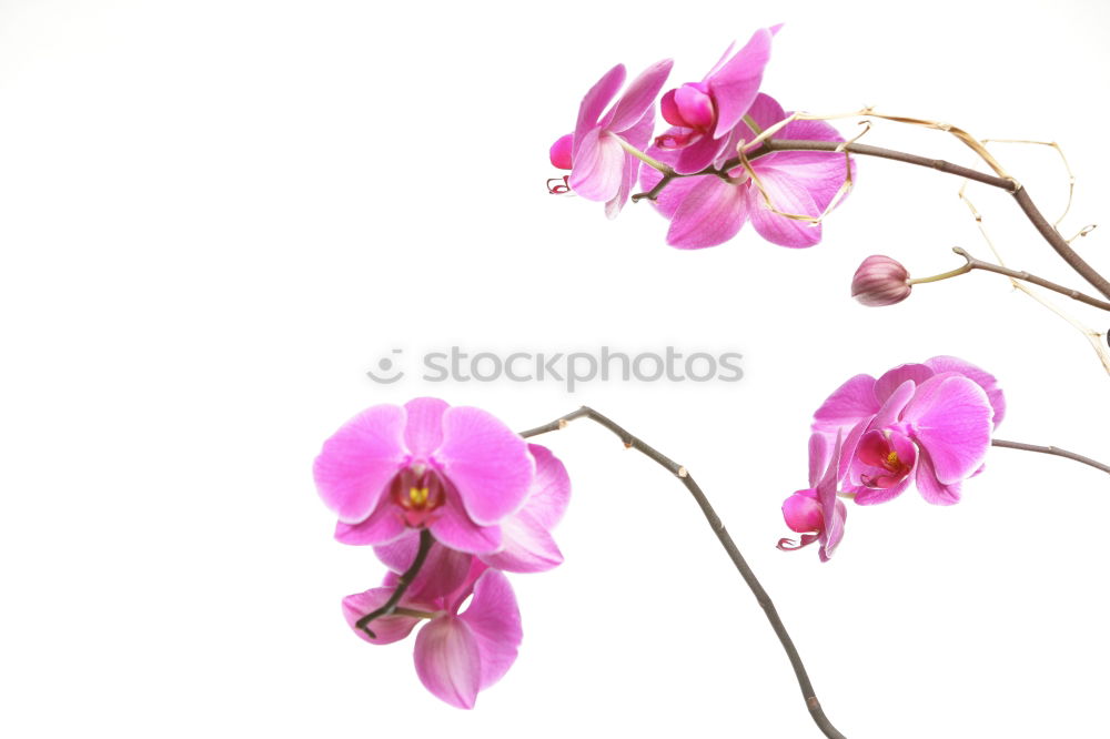 Similar – cuckooflower; cardamine, pratensis; meadow flower