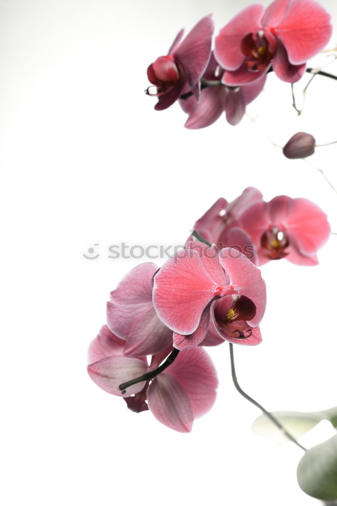 Image, Stock Photo pot plant Plant Orchid