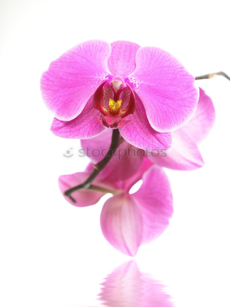 Similar – Image, Stock Photo Blue Orchids Wellness Life