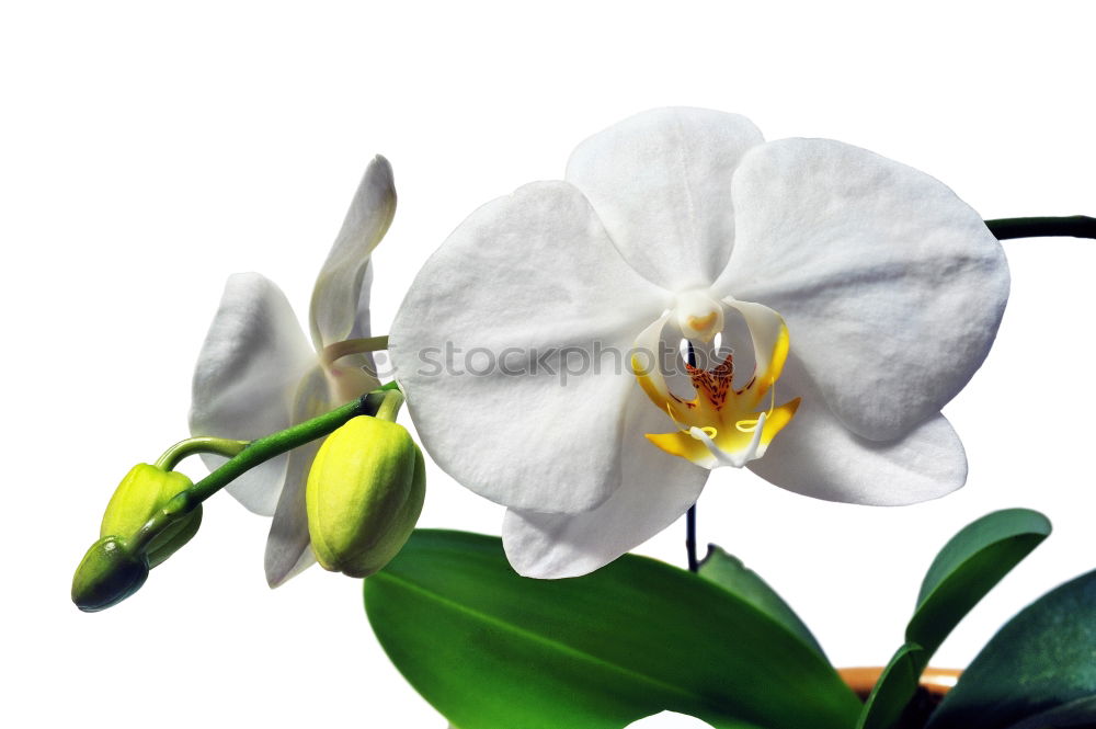 Similar – Foto Bild orchidee Orchidee Blume