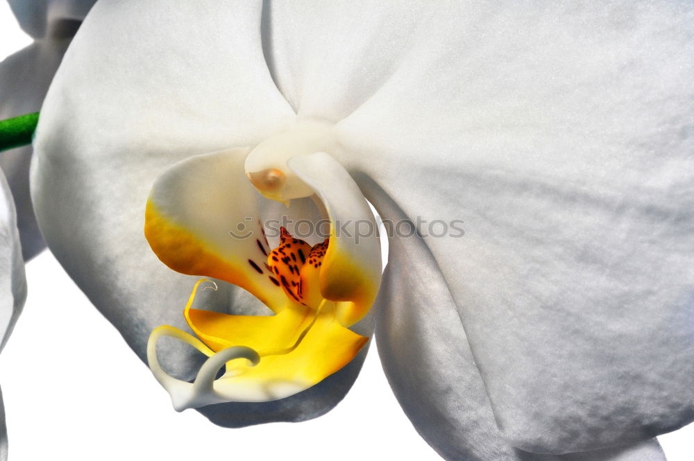 Similar – Flower II Orchid 2 Blossom