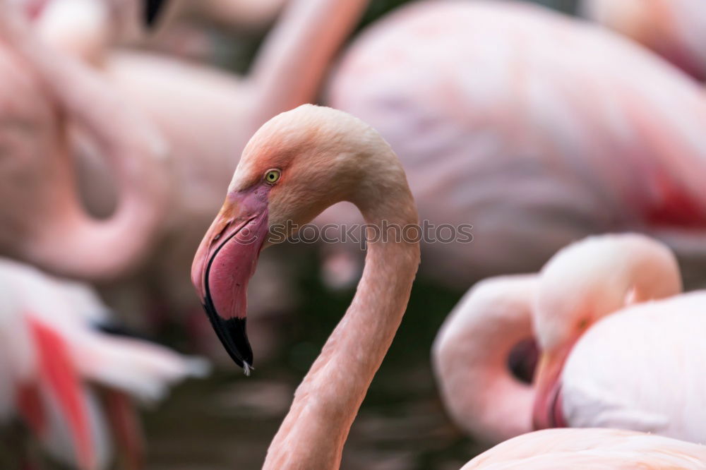 Similar – Chilean Flamingos Animal