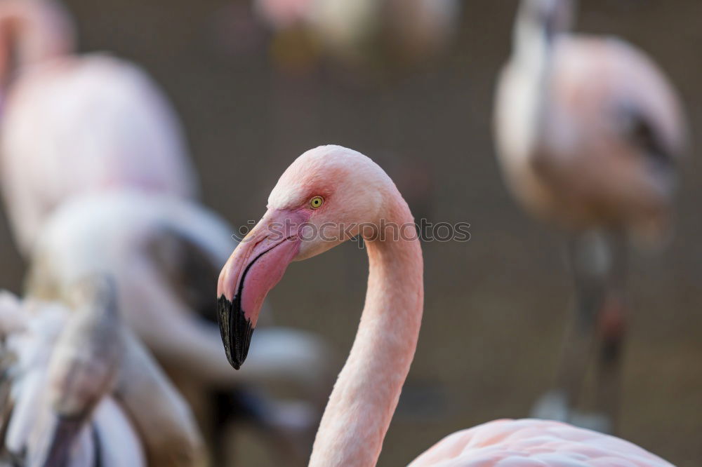 Similar – Flamingo sleeps Nature