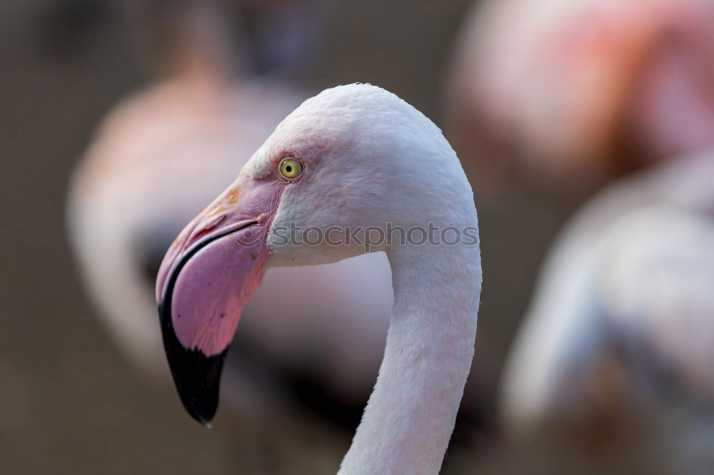 Similar – Flamingo sleeps Nature