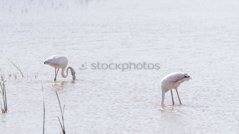 Similar – Image, Stock Photo flamingo march