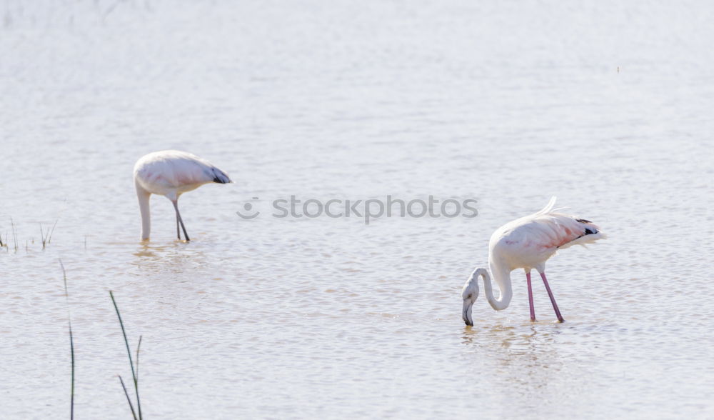 Similar – Image, Stock Photo flamingo march