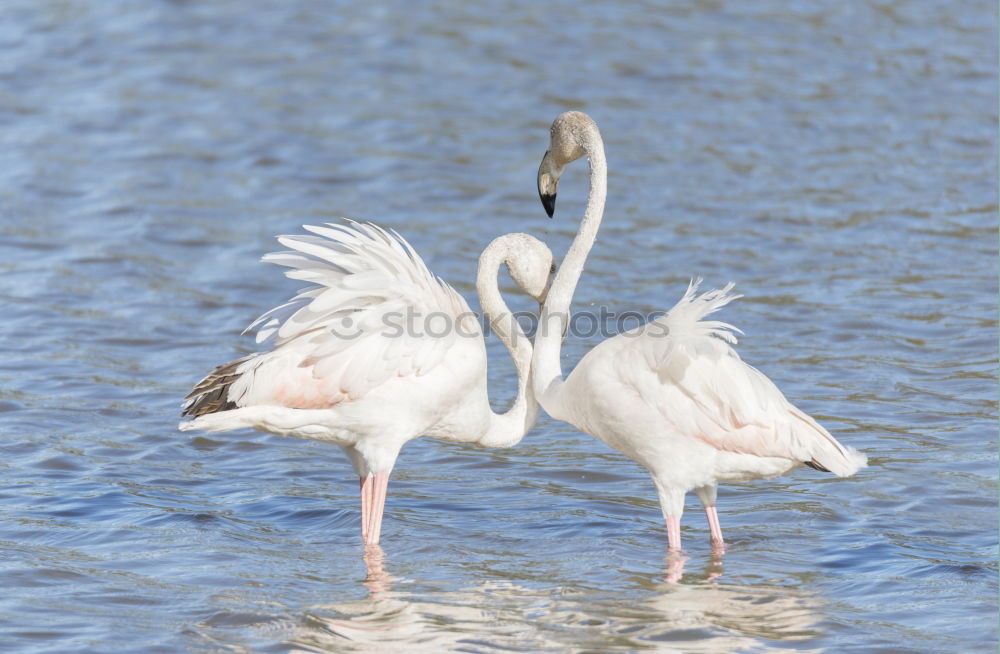 Similar – flamingos Flamingo France