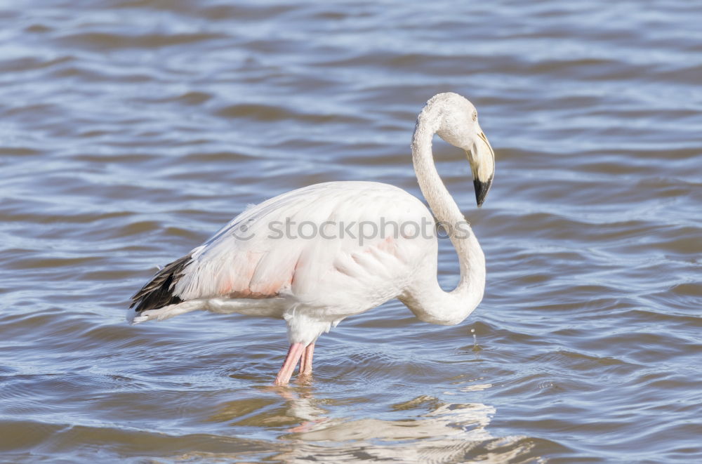 Similar – San Diego Pelican Body