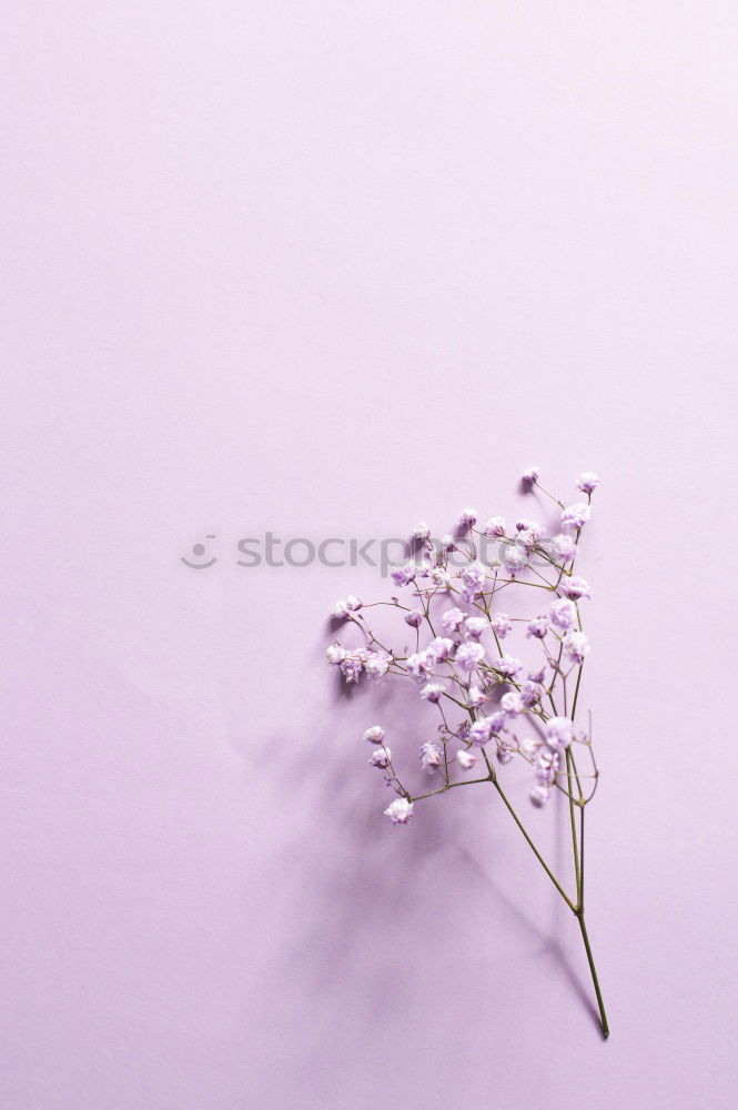 Similar – Image, Stock Photo Open envelope envelope with pastel flowers and petals