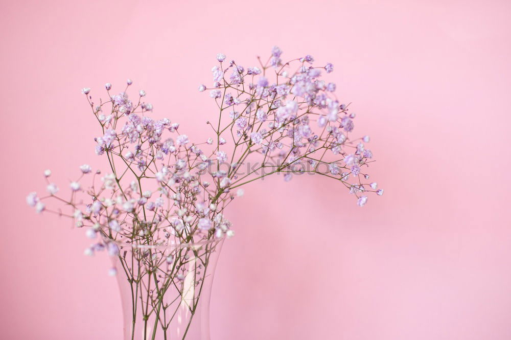 Image, Stock Photo Open envelope envelope with pastel flowers and petals