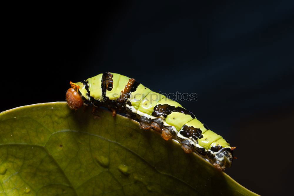 Image, Stock Photo Dendrobates leucomelas