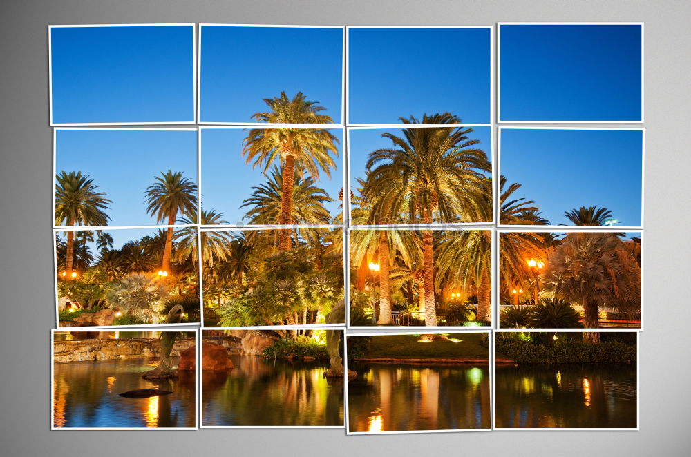 Image, Stock Photo Palm trees on Calvi