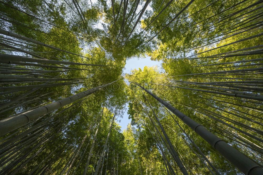 Similar – Image, Stock Photo the German forest is not amused