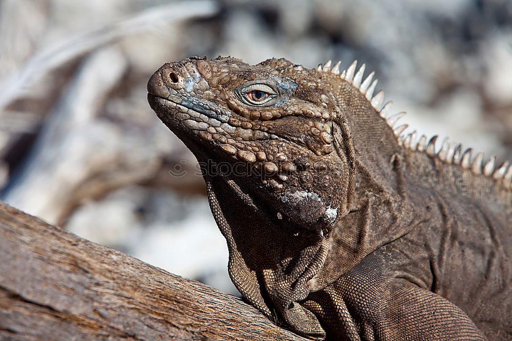 Similar – sea lizard Marine iguana