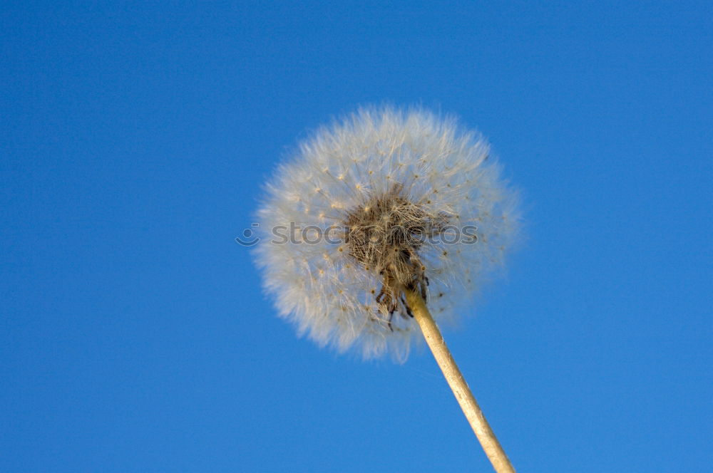 Similar – Pusteblume, an der schon viele Samen fehlen, vor blauem Himmel