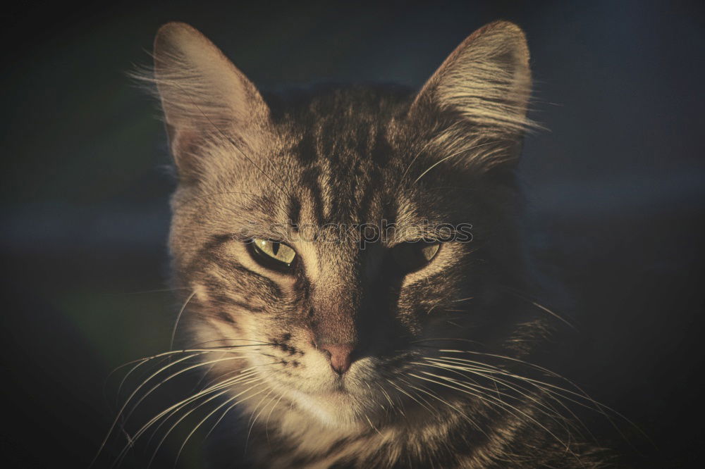 Similar – Foto Bild *1.600* Billy the Cat