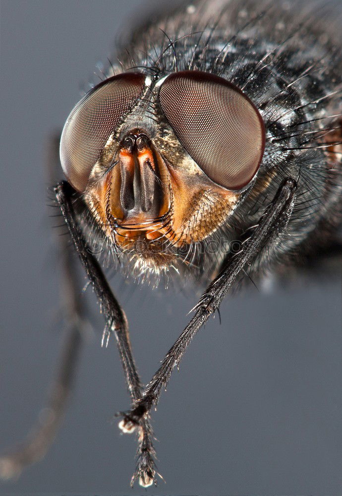 Similar – Fly 02 Animal Insect