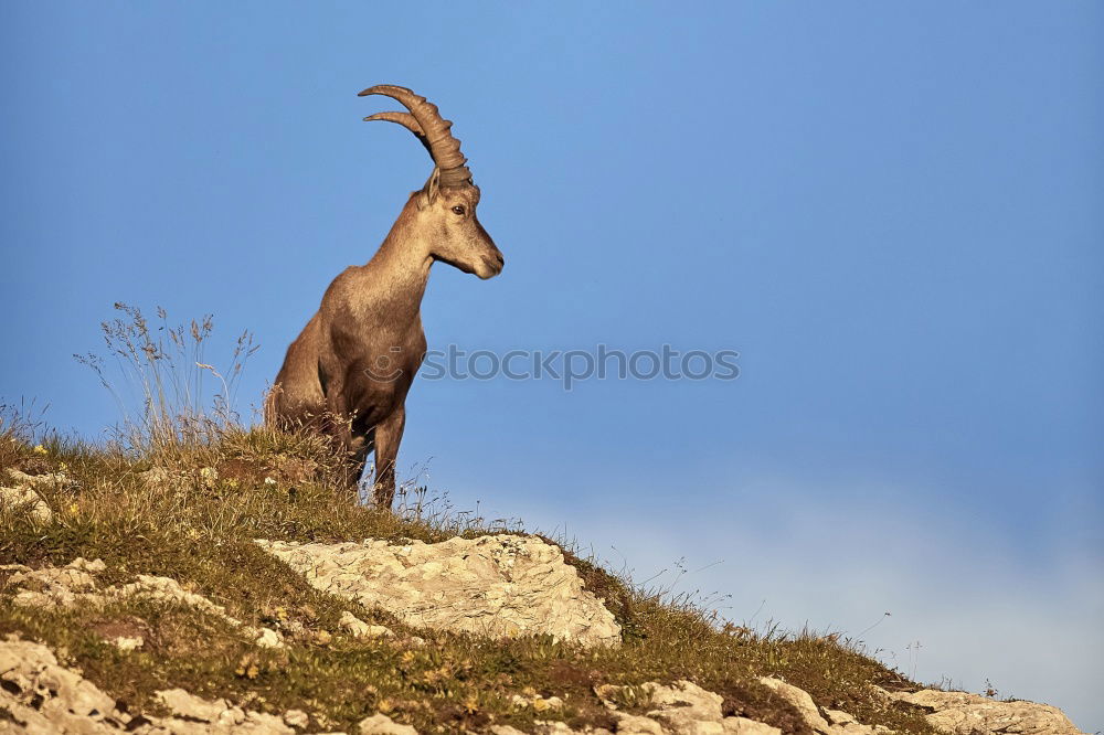 Similar – Image, Stock Photo stonebuck Capricorn Clouds