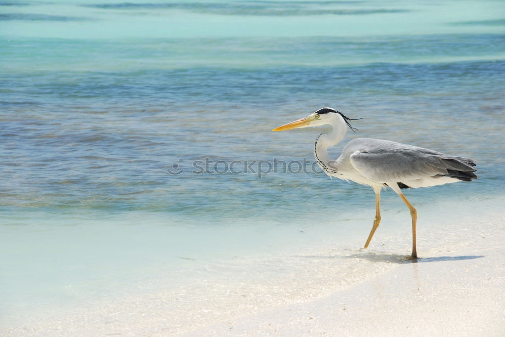 Similar – Grey Heron at the beach, Maldives