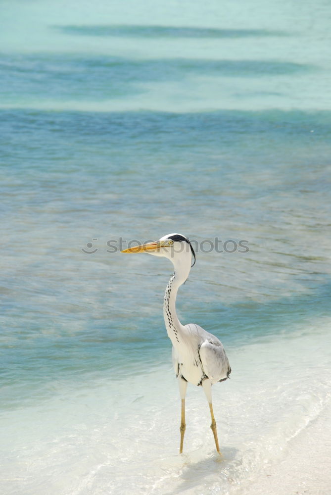 Similar – Grey Heron at the beach, Maldives