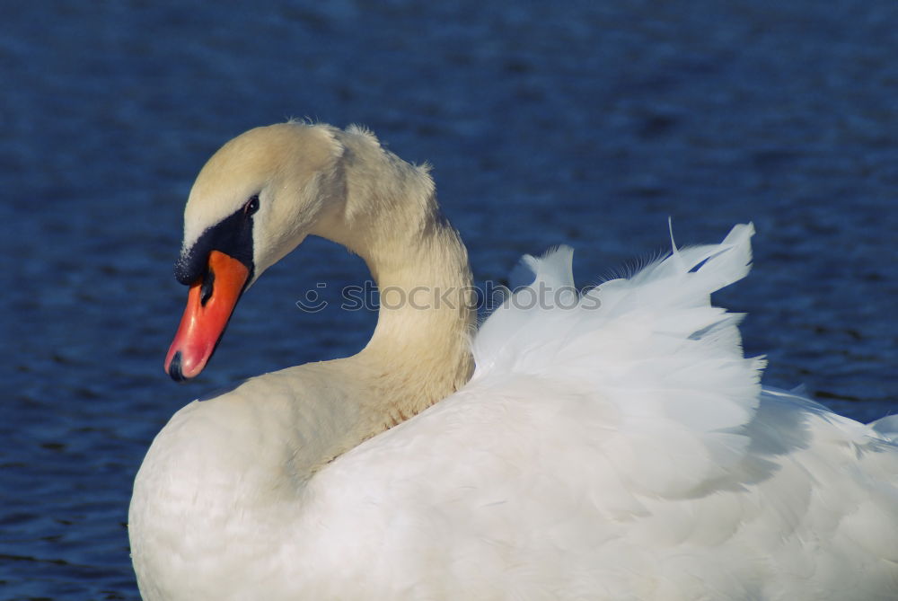 Similar – Image, Stock Photo Swan on a lake at dusk