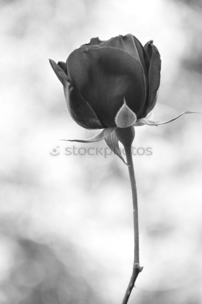 Similar – Foto Bild Eisrose Rose Raureif kalt