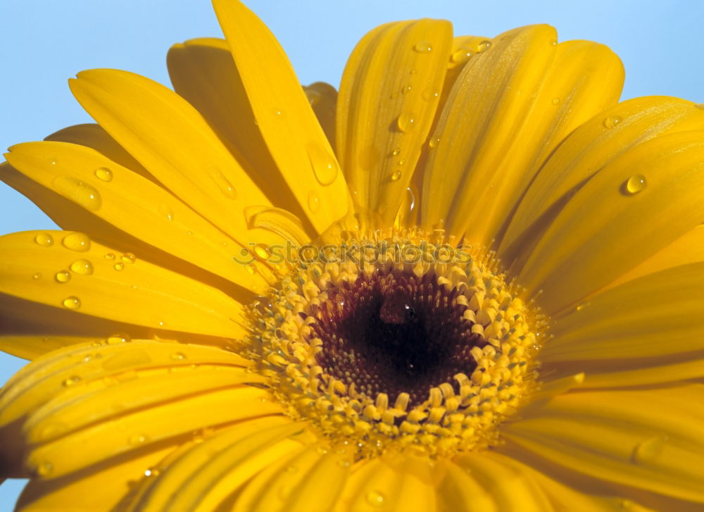 Similar – Image, Stock Photo flower Flower Yellow Black