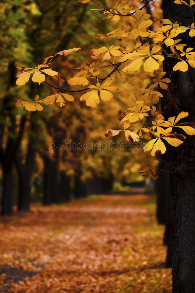 Similar – Image, Stock Photo #A# Autumn trip 1