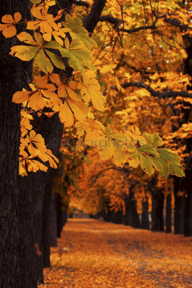 Similar – Foto Bild abgasantikörper Baum