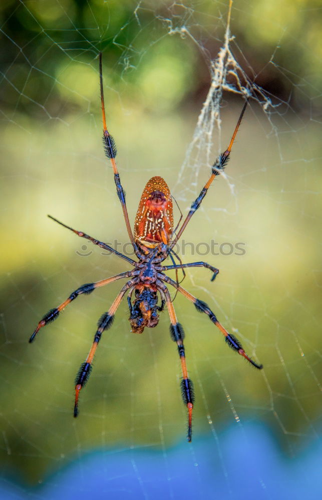 Similar – Image, Stock Photo wasp spider Nature