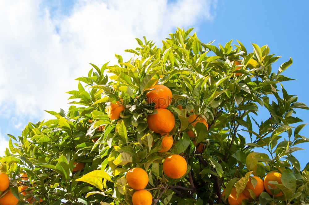 Similar – Image, Stock Photo Oranges on a branch. Orange trees in plantation.