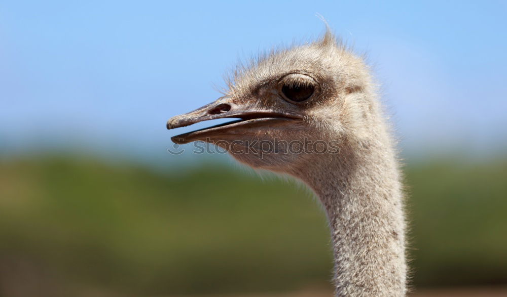 Similar – Image, Stock Photo Strauss Portrait Nature