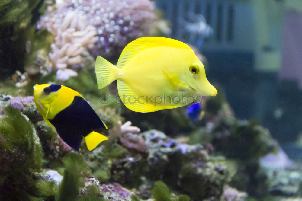 Similar – Image, Stock Photo fish Aquarium Ocean Yellow