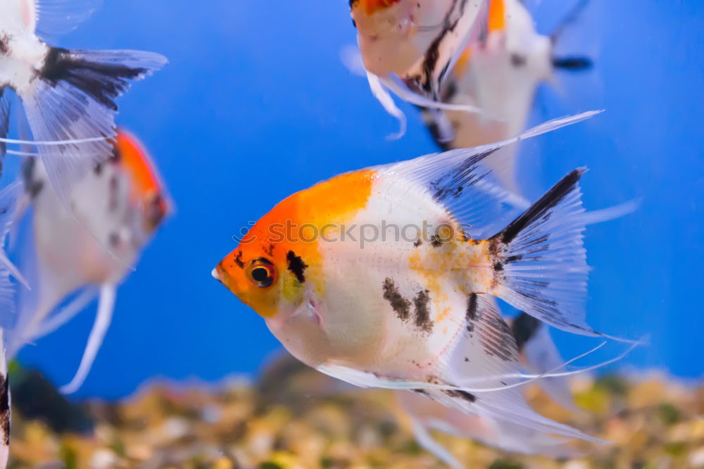 Similar – Foto Bild Clownfisch Zoo Haustier