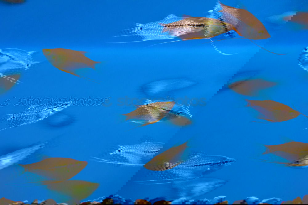 Similar – Foto Bild Fischi Zoomeffekt Aquarium