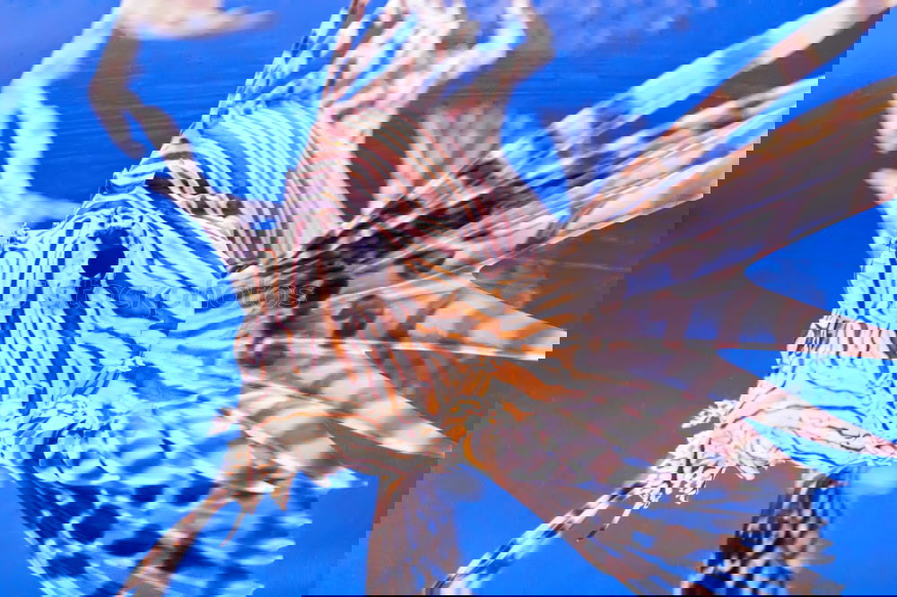 Similar – Foto Bild Fischi Zoomeffekt Aquarium