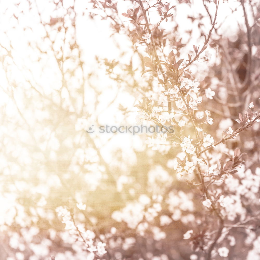 Similar – Yellow field.Beautiful Nature Sunset Landscape. Rural Scenery