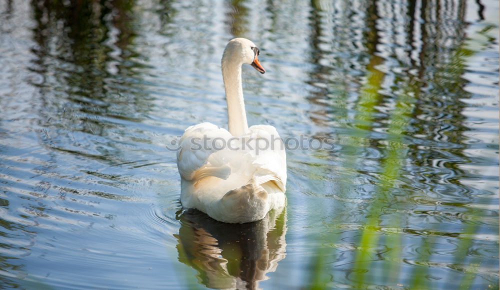 Similar – Swan from behind Lake