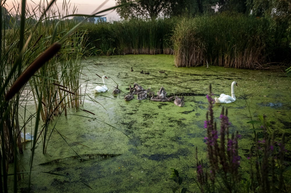 Similar – Image, Stock Photo extended family Nature