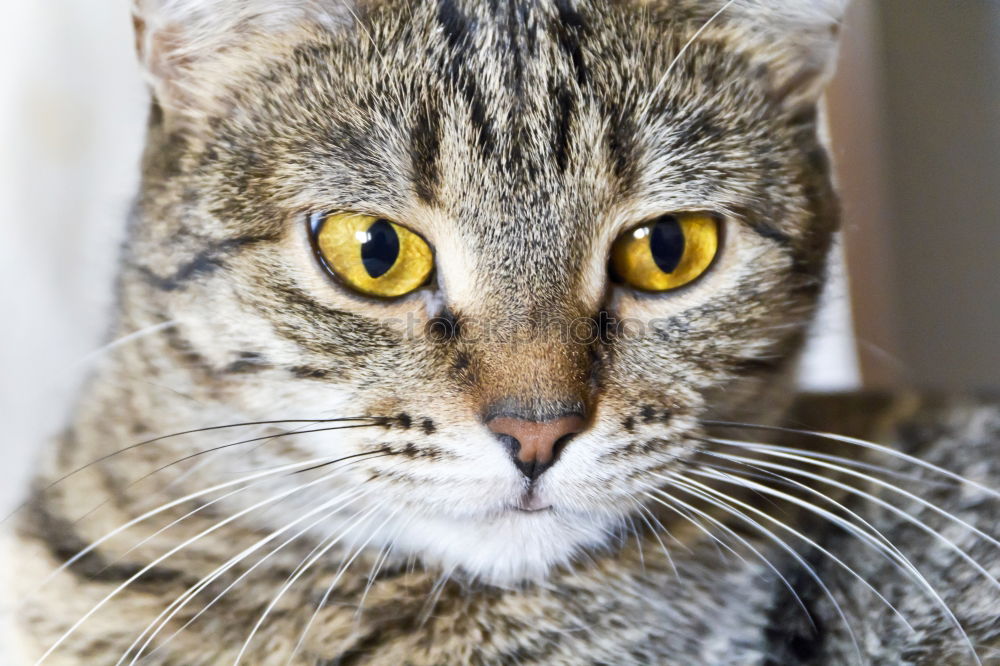 Similar – Image, Stock Photo Cat looks grumpy Animal