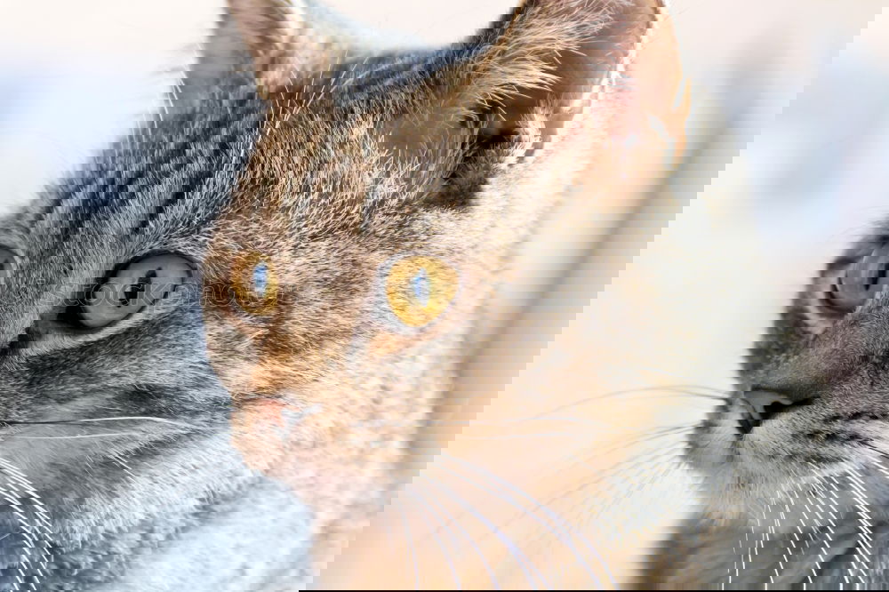 Similar – Image, Stock Photo Don’t blink