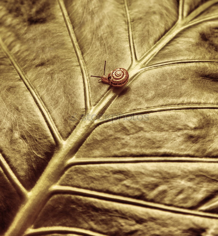 Similar – Image, Stock Photo very central placed ladybird