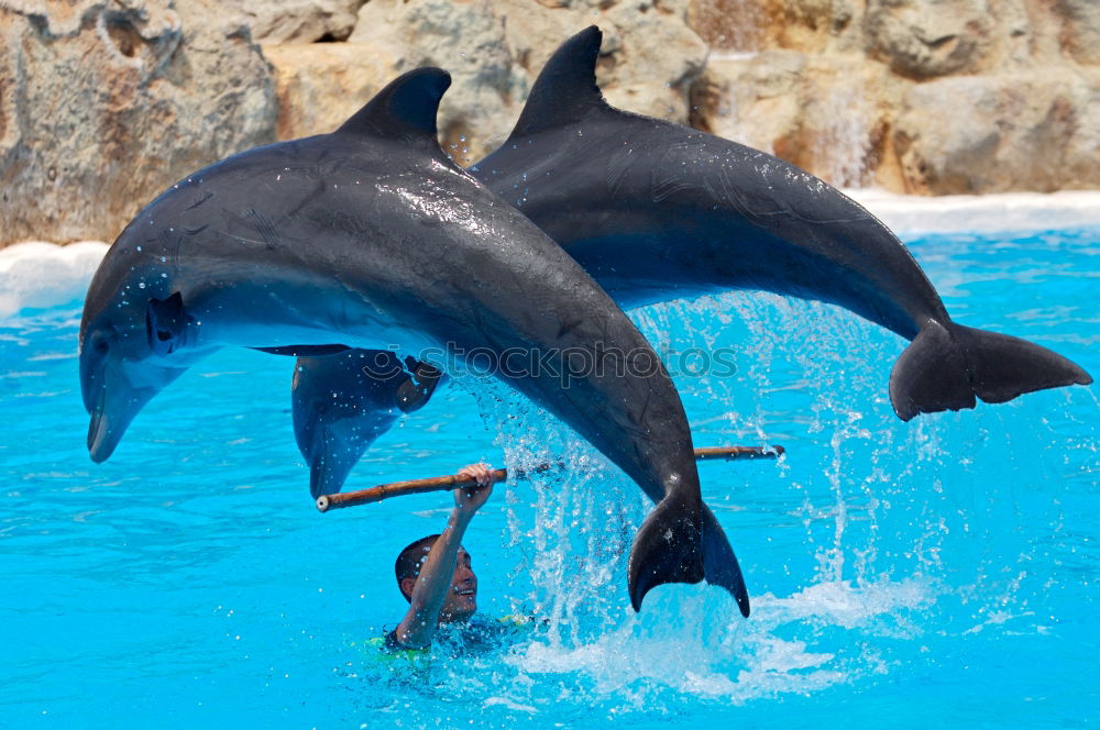 Image, Stock Photo The Swarm Band together