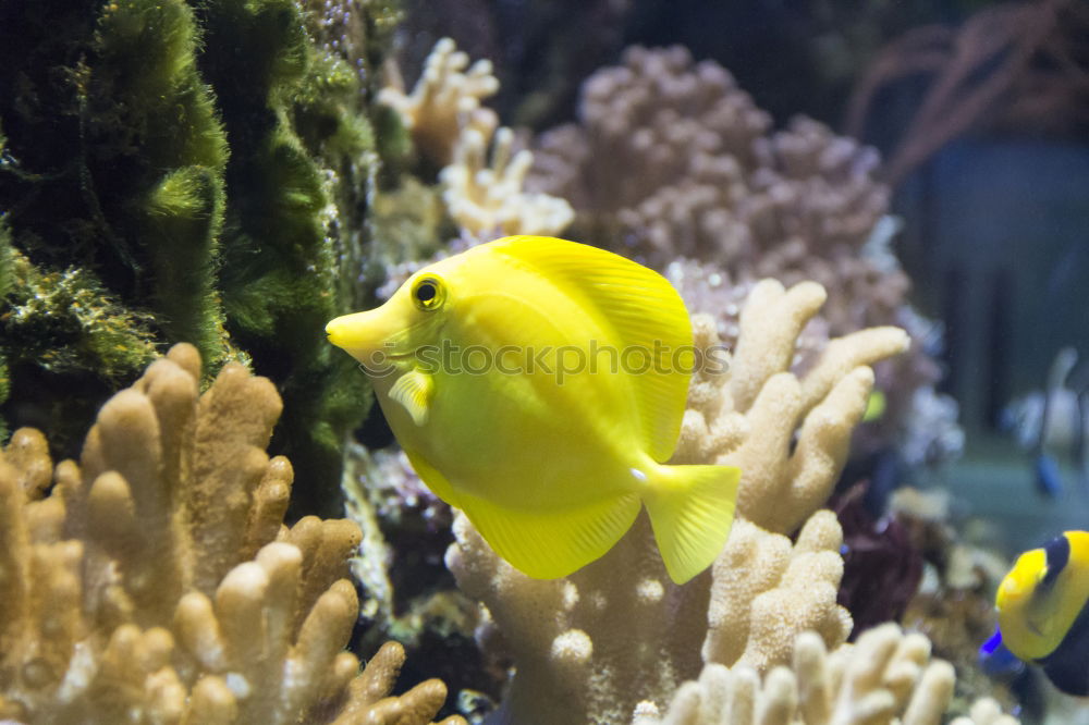 Similar – Image, Stock Photo cowfish Boxfishes Ocean