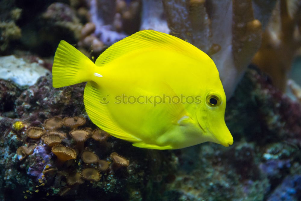 Similar – Image, Stock Photo fish Aquarium Ocean Yellow