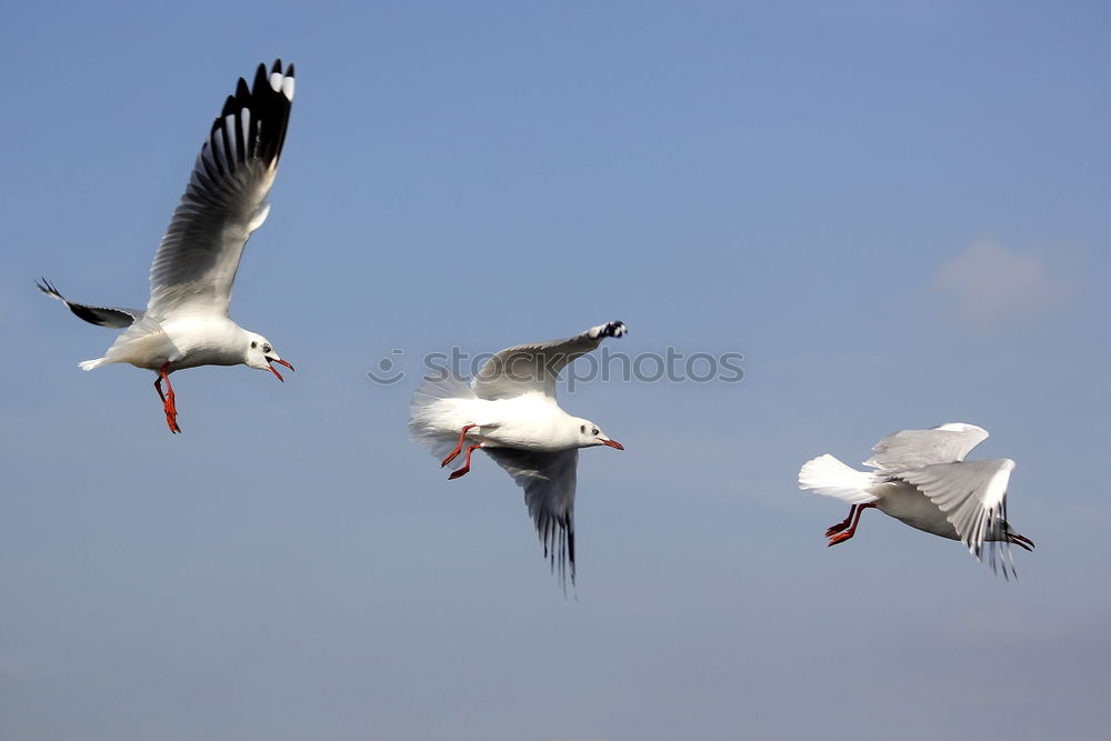 Similar – Image, Stock Photo Seagull catches bread in the air