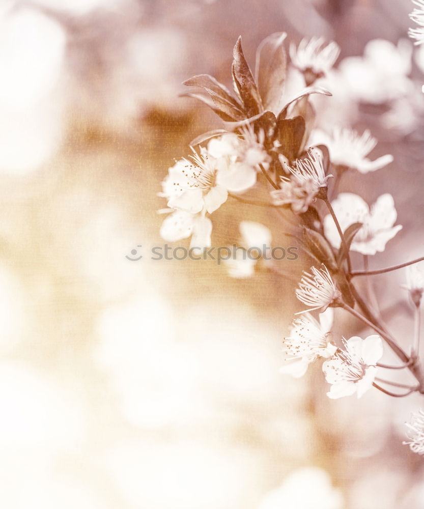 Similar – Image, Stock Photo White flowers on a blossom cherry tree with soft background