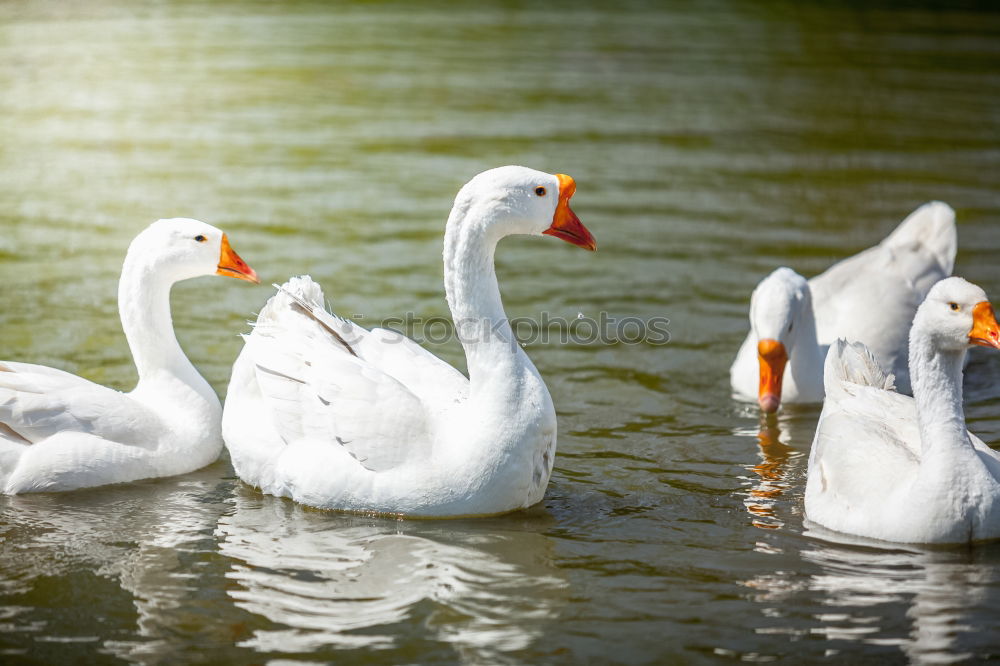 Similar – Foto Bild And Found. Schwan weiß